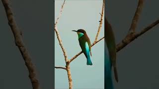 Bluethroated beeeaterbirdsofmalaysia slowliving birdwatching [upl. by Beaumont]