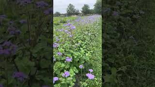 Fields of Flowers Thousands of Flowers Flower Farm [upl. by Drwde]