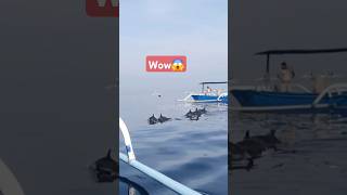 Watching dolphin🐬 lovinabali dolphins ocean trip whales orca [upl. by Elyod]