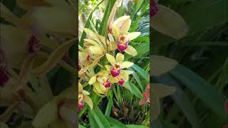 Spectacular Cymbidium orchid blooms [upl. by Ellswerth]