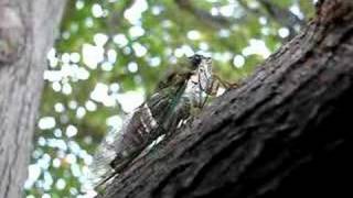 Neotibicen pruinosus cicada singing and crawling [upl. by Amorete]