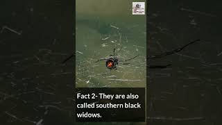 10 Essential Facts about Black Widow Spider shorts [upl. by Astrea]