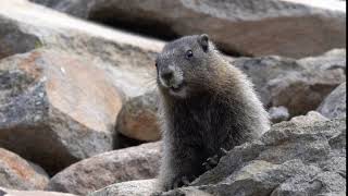 Marmot whistling on Mount Rainier [upl. by Horten]