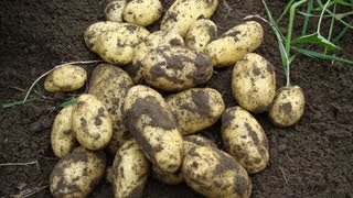 Allotment Diary  How to grow potatoes in containers for an early crop [upl. by Yoccm626]