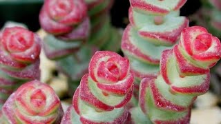 Crassula Marnieriana Nasıl Toprak Sever Kök Yapar mı [upl. by Johannah]