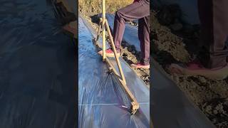 The process of marking and piercing holes for planting cabbage [upl. by Waylan]