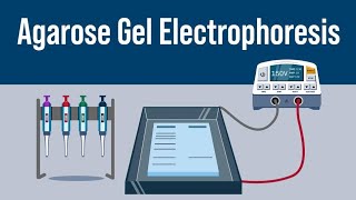 Gel Electrophoresis  Class 12th neet neet2024 biology [upl. by Christiana]