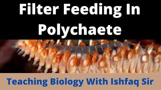 Filter feedings in Polychaeta Bsc 1st Semester Zoology [upl. by Cutcliffe]