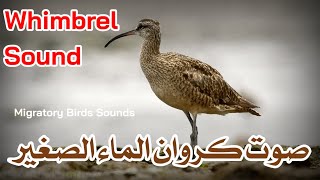 صوت كروان الماء الصغير طراقة Whimbrel Sound [upl. by Korey]