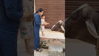 Cow mata ko khana khilate hue ekaksh kidsvideosforkids cute youtubeshorts youtubevideos [upl. by Akemat]