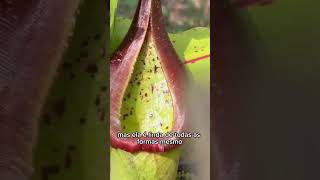 Nepenthes Truncata A planta carnívora que come até ratos [upl. by Madlin]