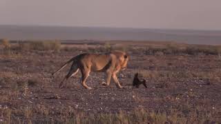 Honey Badger vs Lion This is Way Too Much animals wildlife [upl. by Lerak]