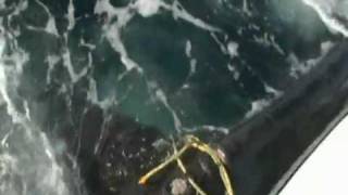 RESCATE DE BALLENA ENREDADA EN BOYA Luis Pettite Videografo [upl. by Eilsew]