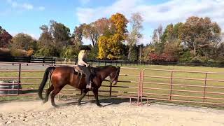 SOLD JJ is a registered AQHA 16hh 16 year old Gelding [upl. by Evelyn575]