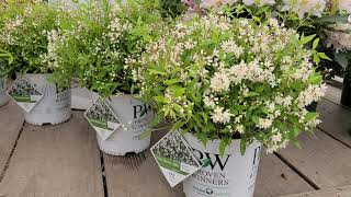 Deutzia Yuki Snowflake®  Superb Small Hardy amp Easy to Grow White Flowered Shrub  Proven Winners® [upl. by Massimiliano613]