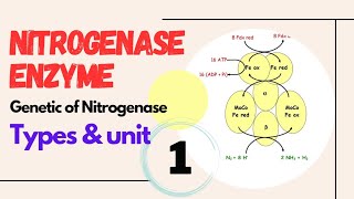 Structure Function Types and Genetic of Nitrogenase Enzyme with influence to Nitrogen Fixation [upl. by Ennad]