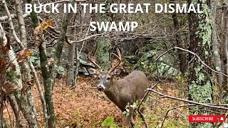 Swamp Deer Buck found in the Great Dismal Swamp [upl. by Ateekal]