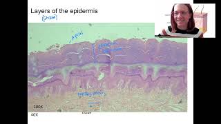 44 epidermis layers [upl. by Ellenehs]