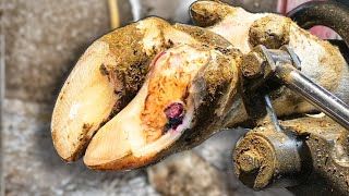 HOOF ABSCESS  ULCER \\Cow 8109 [upl. by Ahsikit]