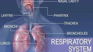 Anatomy and physiology of Respiratory system [upl. by Alysa552]