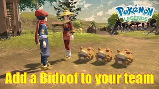 Pokemon Legends Arceus All Bidoof Locations [upl. by Gilus]