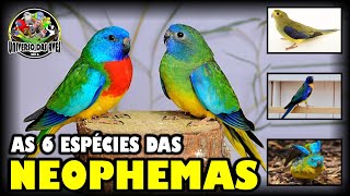 CONHEÇA AS 6 ESPÉCIES DAS NEOPHEMAS  HD [upl. by Ilahtan]