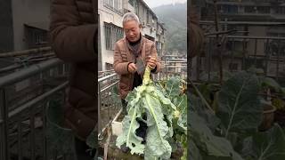 Cauliflower harvesting cauliflower rurallife gardening vegetables garden agriculture [upl. by Cyd558]