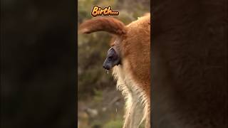 Guanaco 🐪 Birth of a New Life shorts [upl. by Aliehc405]