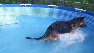 Piscine pour chien un berger allemand dans la piscine [upl. by Bibbie]