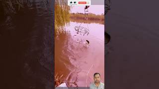 fishing videos on youtube🦐🔥  bengali fishing video🦐💔fishingvideo 💝🔥fishvideo fisherman shorts [upl. by Olvan]