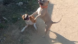 American bully vs pitbull terrier fight 😡 pitbull dog fight puppyRitikDogKennel177 THEROTT [upl. by Niuqauj]