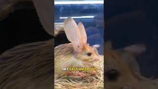 Jerboas The Desert Hoppers animals animal animalshorts jerboa [upl. by Doreen385]