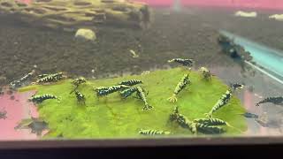 Black Galaxy Caridina Shrimp [upl. by Raynard]