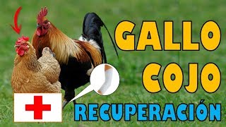 Como Recuperar a un Gallo o Pollo que Quedó Cojo [upl. by Sirronal]