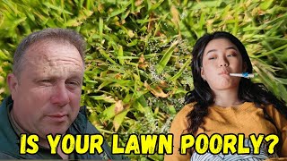 Is Your Lawn Diseased [upl. by Hatti630]