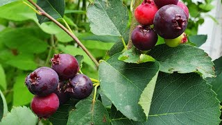 Saskatoon Amelanchier Alnifolia Smokey berries are finally ripeso well worth the wait [upl. by Nazario]