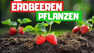 ERDBEEREN PFLANZEN  Tipps für eine reiche Ernte amp gesundes Wachstum [upl. by Giule]