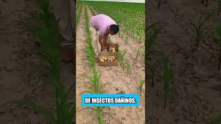 Los agricultores en Tailandia no usan pesticidas en sus campos [upl. by Eetnahs]