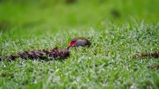 Redbrowed Finches Neochmia temporalis [upl. by Ellary]