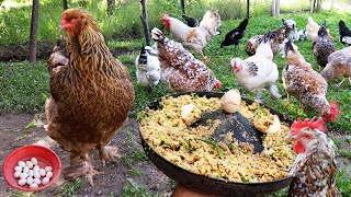 Preparing Natural Chicken Feed  Hens Incubate with this Recipe  Egg Collecting  Farm Chores [upl. by Nyladgam58]