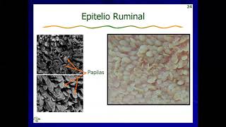 Fisiología del rumen [upl. by Haidadej]