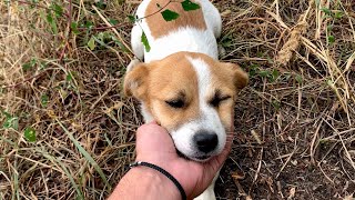 Rescue of a homeless brave dog just before a rainstorm  Dog Rescue Shelter Serbia [upl. by Ahsil944]