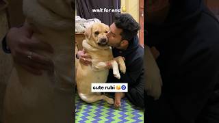 Tum ruthi rho 😂  labra rubi  youtubeshorts shorts labrador doglover funny cute viralsong [upl. by Krista]