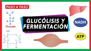 Resumen de la glucólisis  Metabolismo [upl. by Deland]