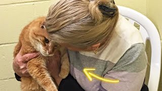 Woman Adopted Cat From Shelter And Next Day Unbelievable Happened [upl. by Zaccaria]