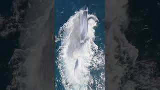 What makes blue whale feeding so unique FULL [upl. by Cleodell437]