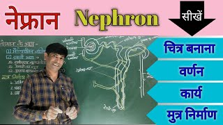 नेफ्रान की संरचना एवं कार्य।। मुत्र निर्माण की क्रियाविधि।। Structure and function of Nephron [upl. by Ydarg]