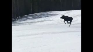 Moose runs down ski run at Breckenridge with snowboarders [upl. by Akieluz562]