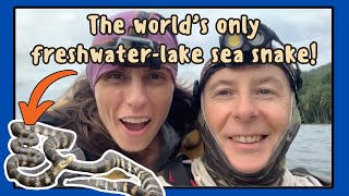 Sea snakes venom and volcanoes The Worlds Only FreshwaterLake Sea Snake [upl. by Matheny]