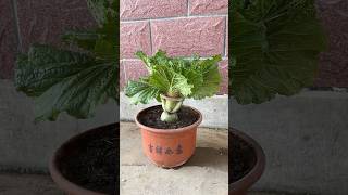 radish farming cabbage [upl. by Talanian]